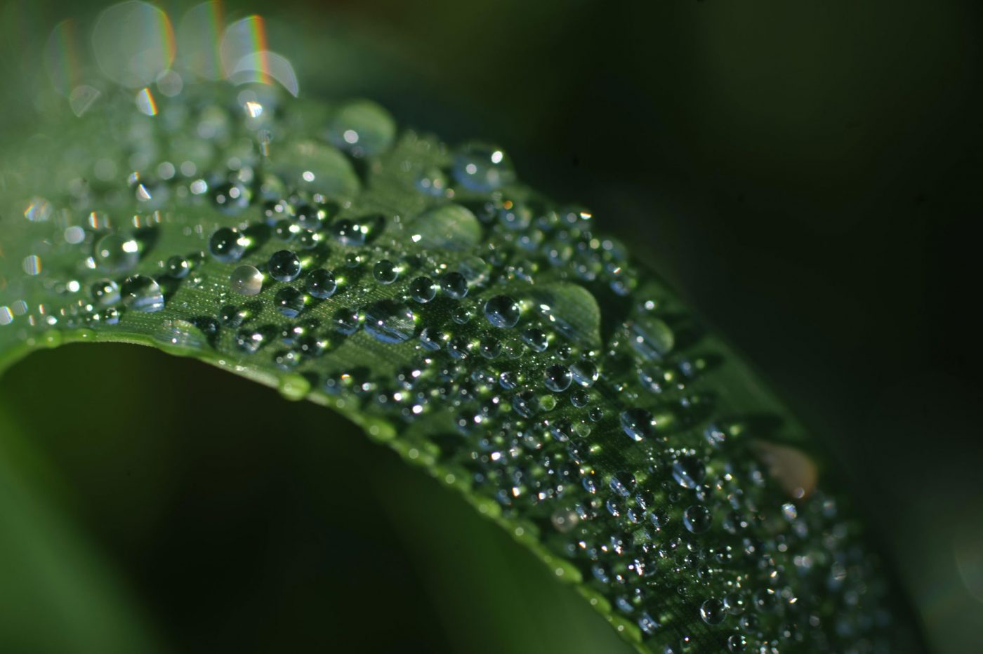 The discreet charm of water. A guide to choosing water for herbal tea. The discreet charm of water. A guide to choosing water for herbal tea.