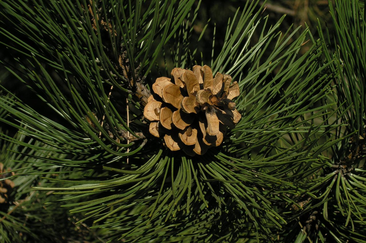 Austrian Pine
