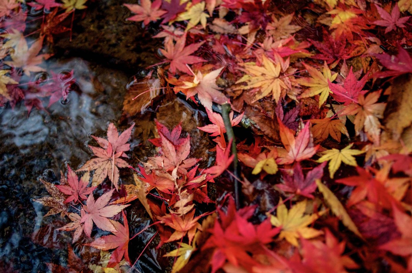 Wilden Tales — Episode One: "Austrian Pine" Wilden Tales — Episode One: "Austrian Pine"