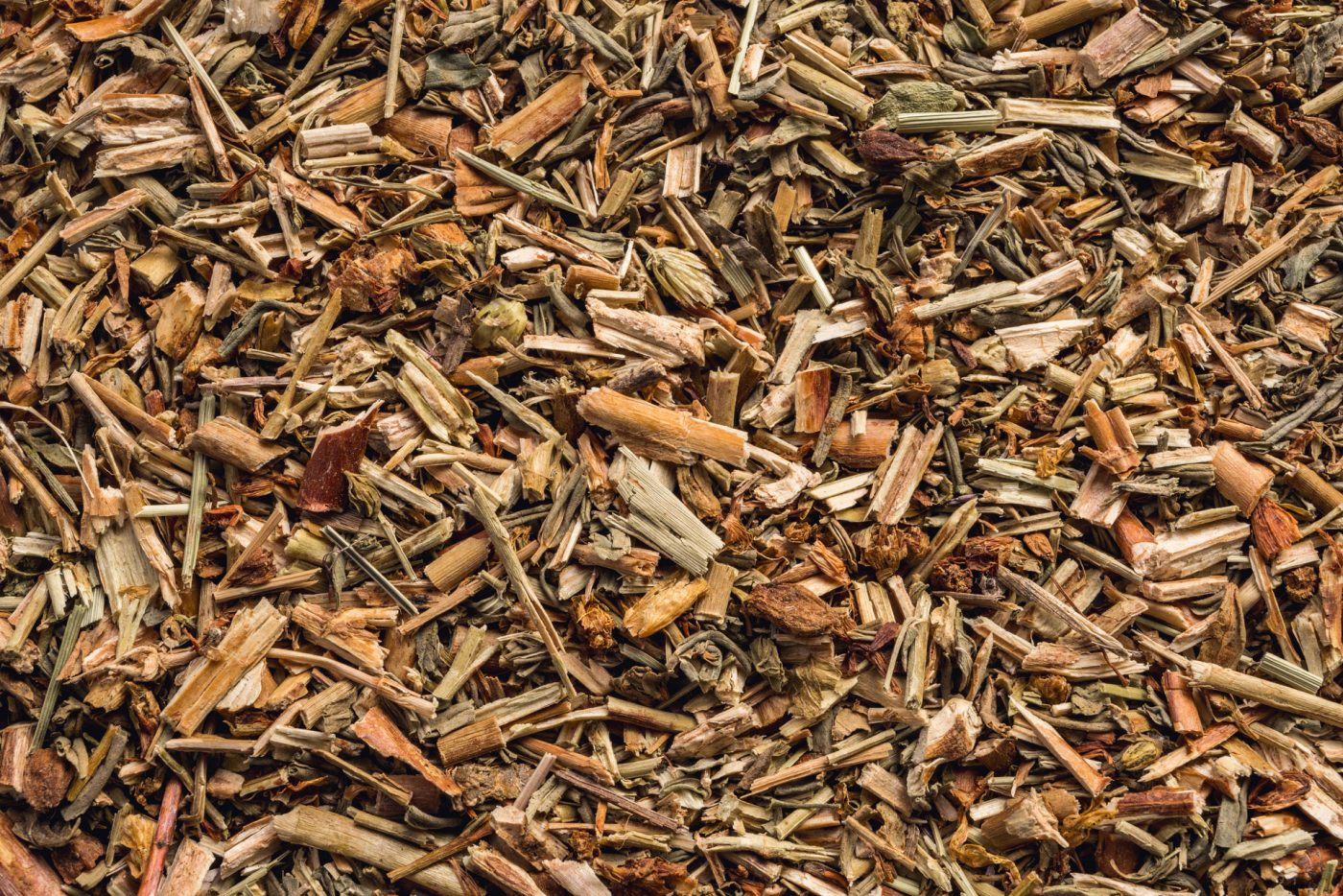 Hypericum, Hypericum perforatum, Poland  