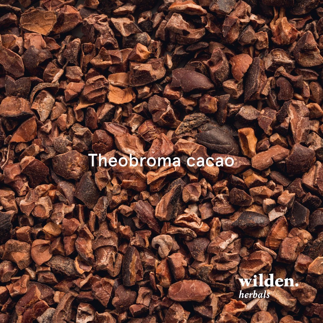 Cacao, Theobroma cacao, South America  