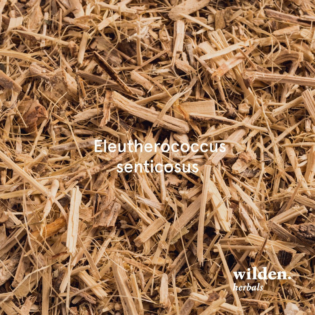 Siberian ginseng, Eleutherococcus senticosus, China