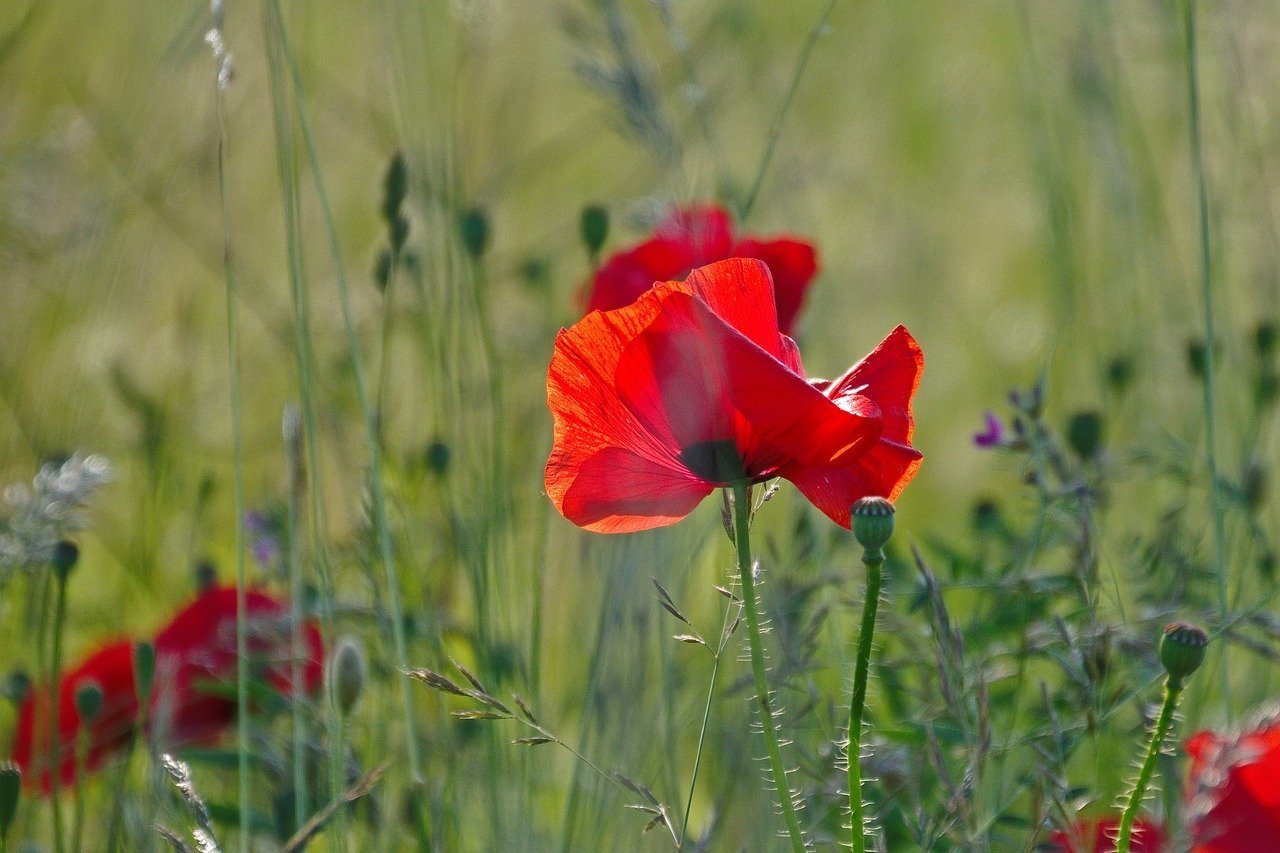 The red poppy plant The red poppy plant