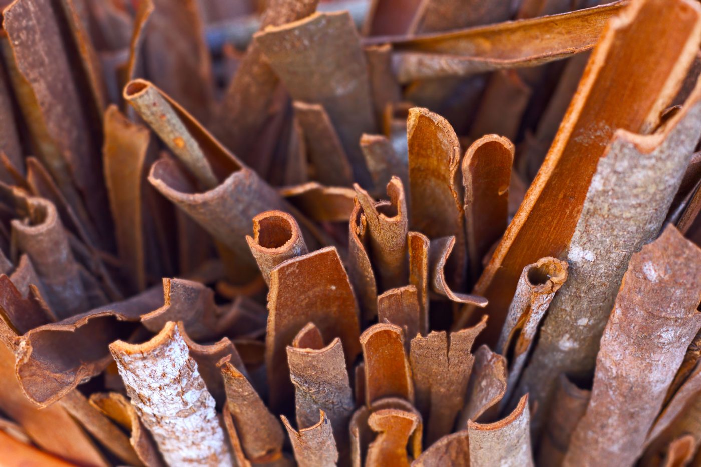Cinnamon, Cinnamomi ceylon, Sri Lanka  
