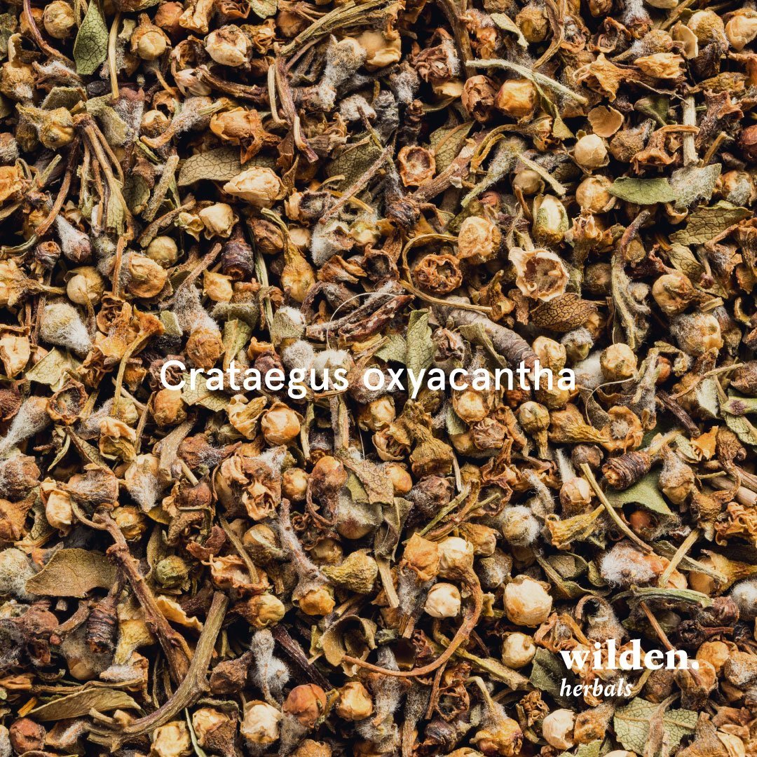 Hawthorn, Crataegus Oxyacantha, Croatia Hawthorn, Crataegus Oxyacantha, Croatia