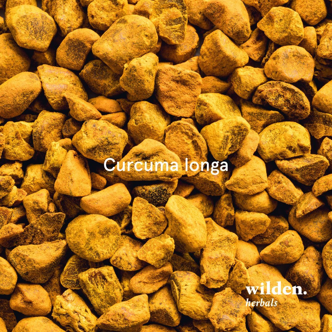Turmeric, Curcuma longa, India
- Rhizome 9 g