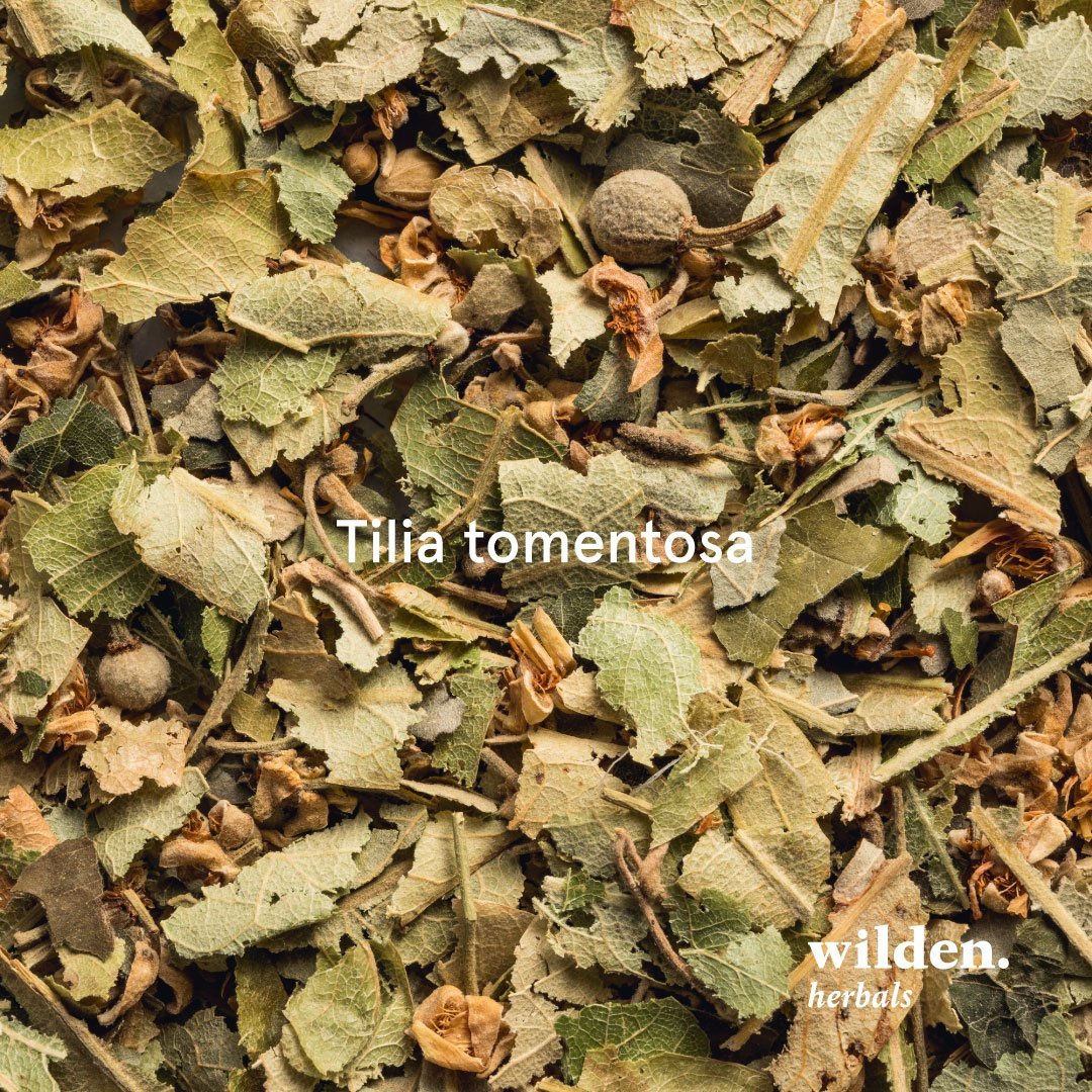 Linden tree, Tilia tomentosa, Bulgaria Linden tree, Tilia tomentosa, Bulgaria