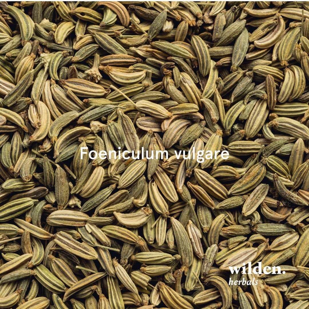 Fennel, Foeniculum dulce, Egypt
- Seed 11 g