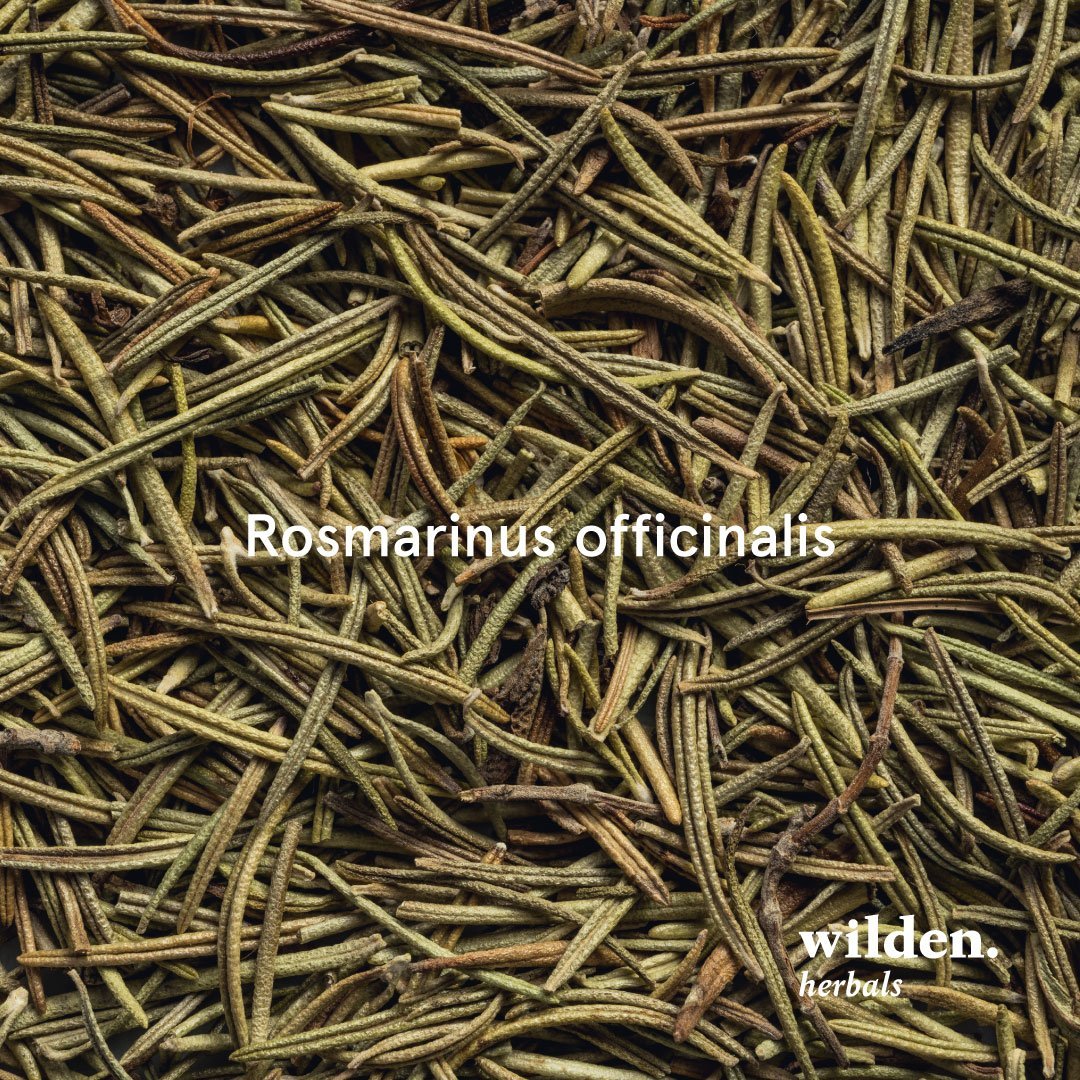 Rosemary, Rosmarinus officinalis, Spain - Leaf Rosemary, Rosmarinus officinalis, Spain
- Leaf