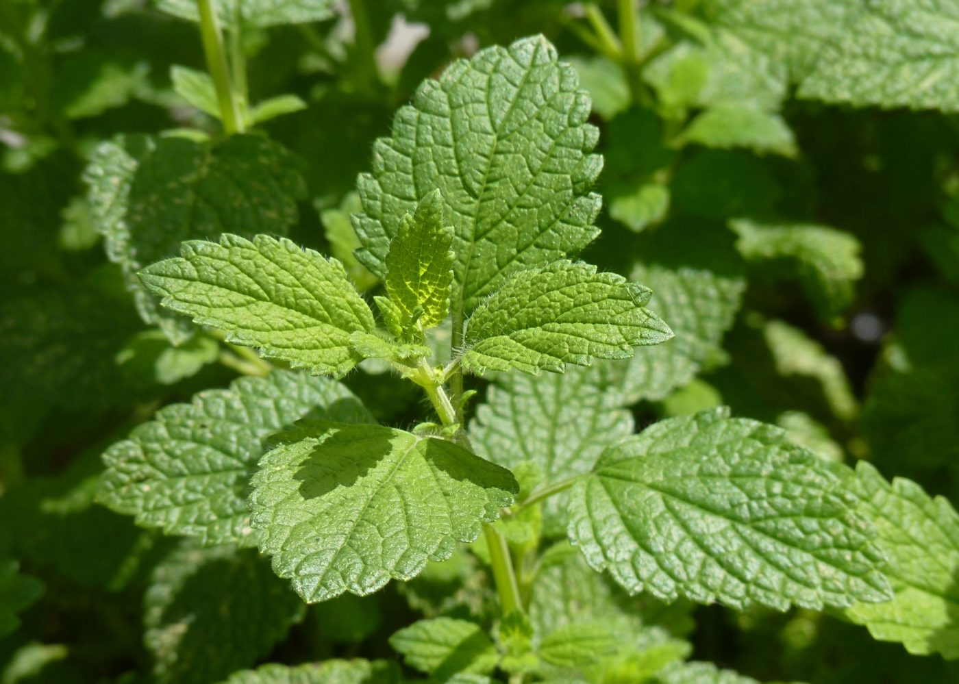 Lemon balm, the natural remedy for melancholy