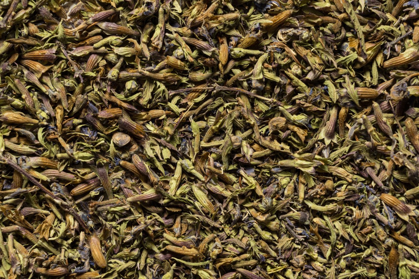 Melissa Moldavica, Dracocephalum Moldavica