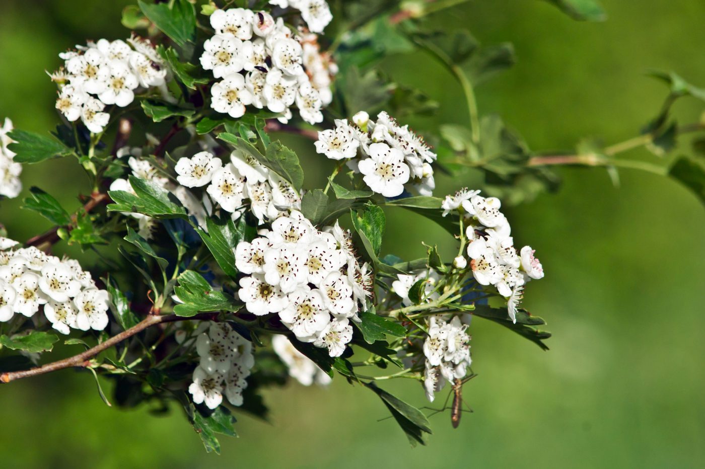 Hawthorn: history and uses of the fragrant symbol of weddings