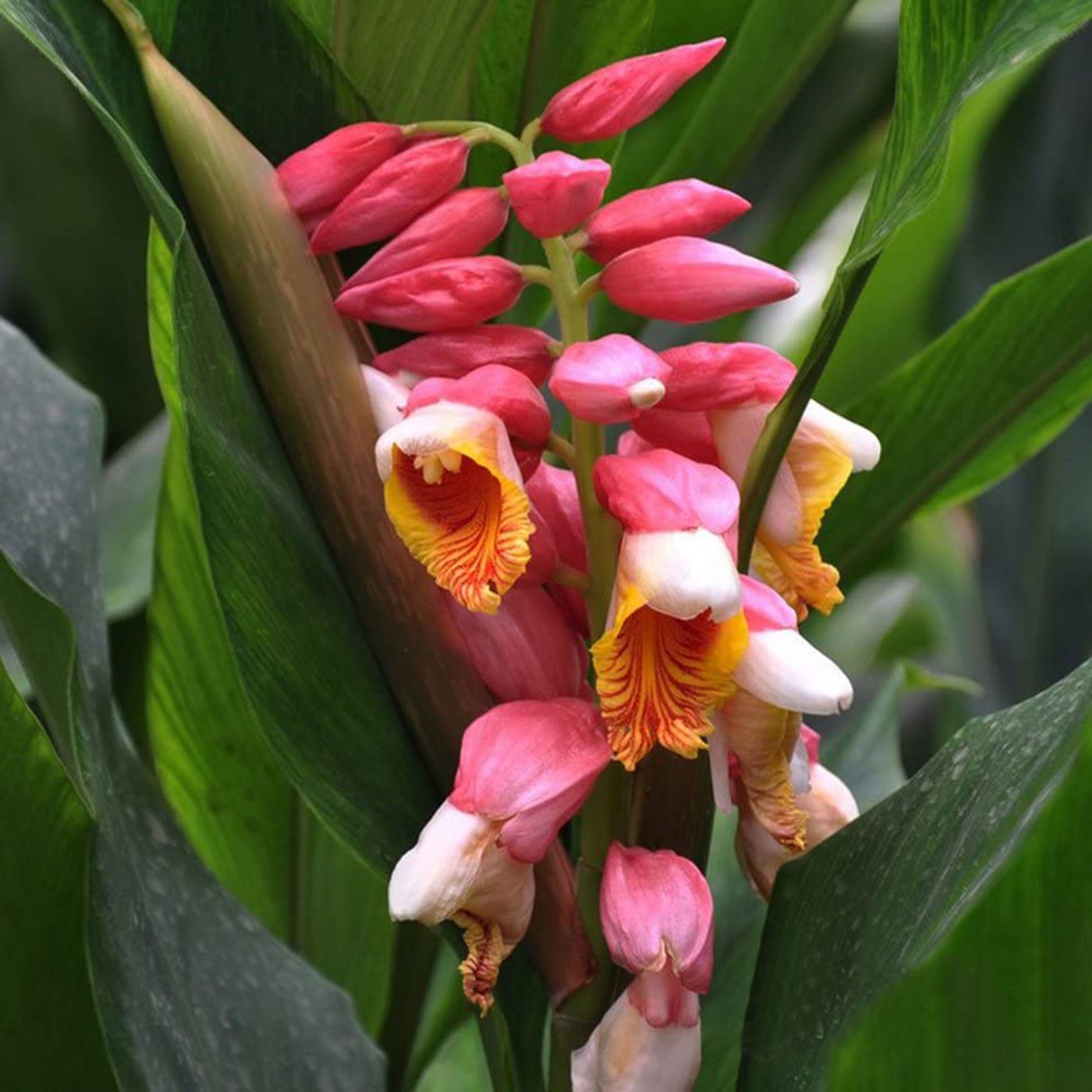 Ginger, what a passion! History of a plant with a thousand benefits