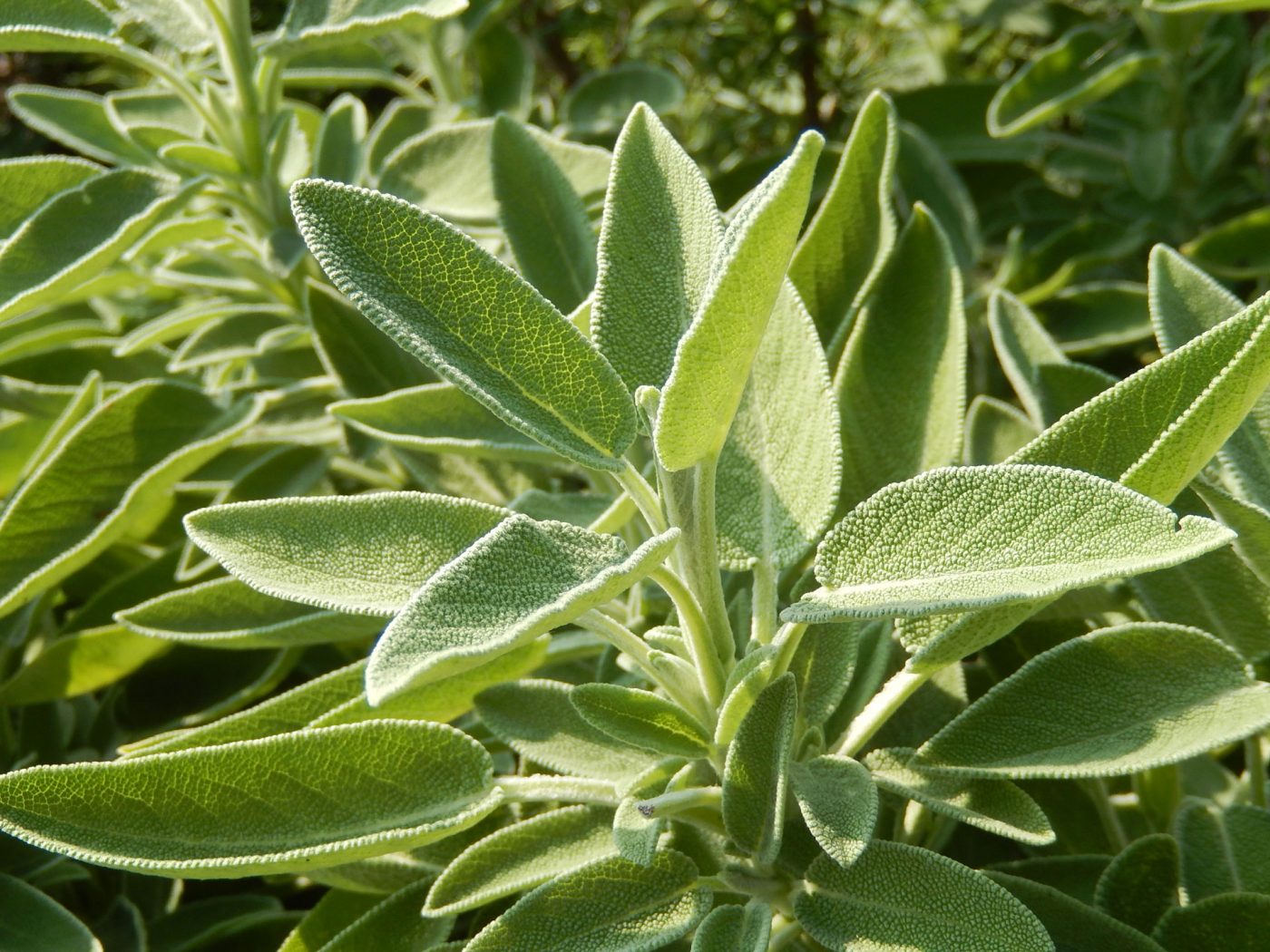 Sage: history of a virtuous evergreen plant