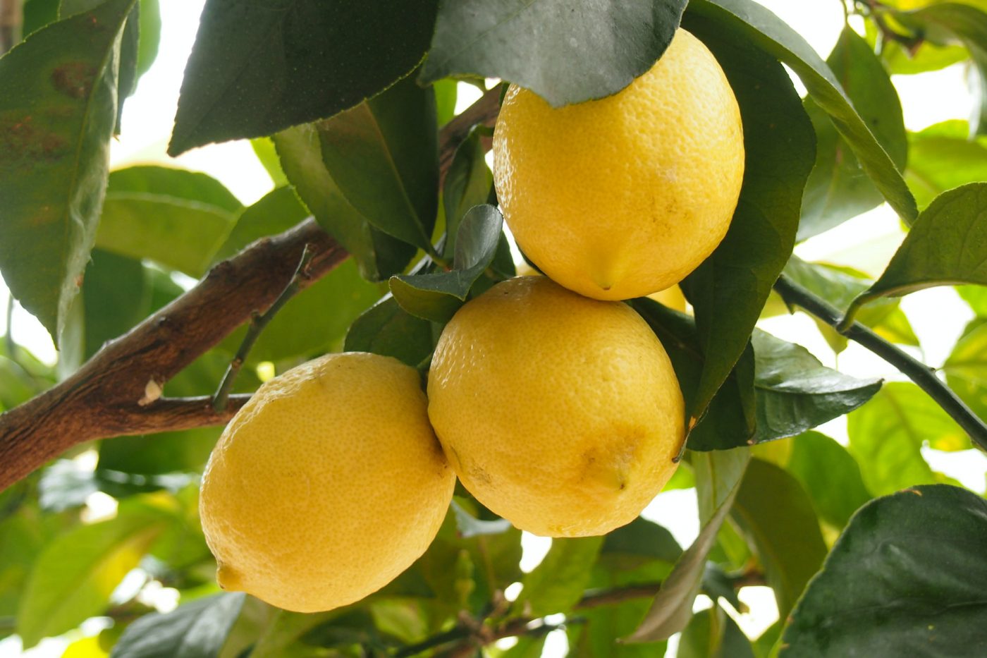 What are the properties and benefits of lemon?
