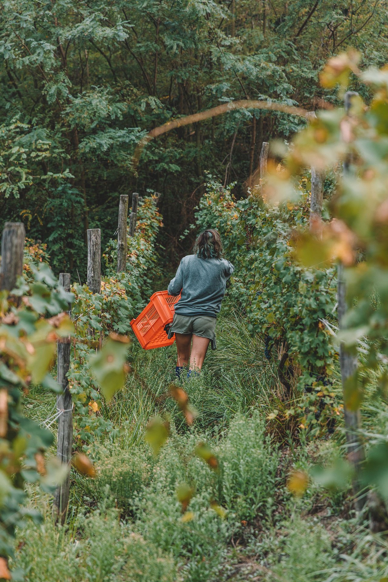 What does it mean to be a small wine artisan today? What does it mean to be a small wine artisan today?