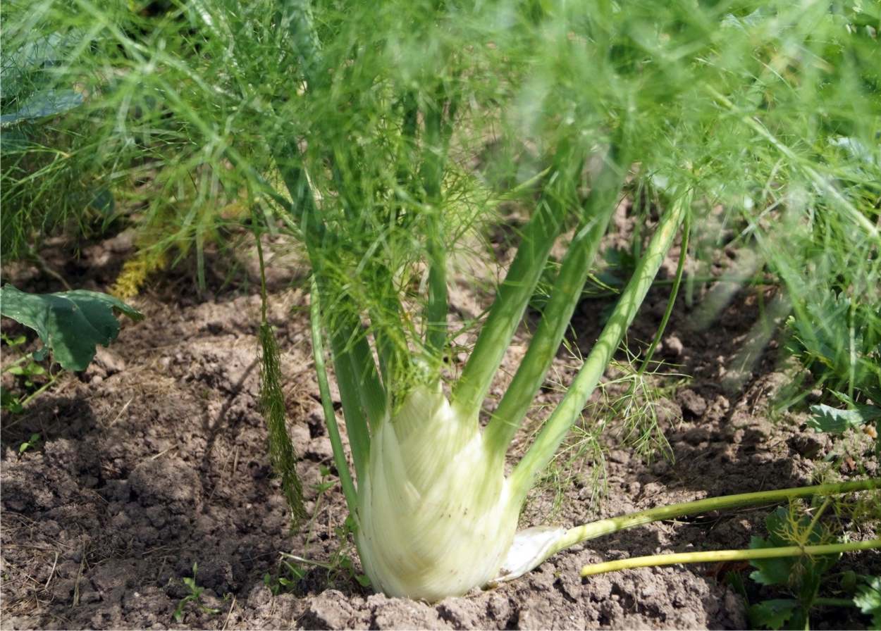 What is fennel?