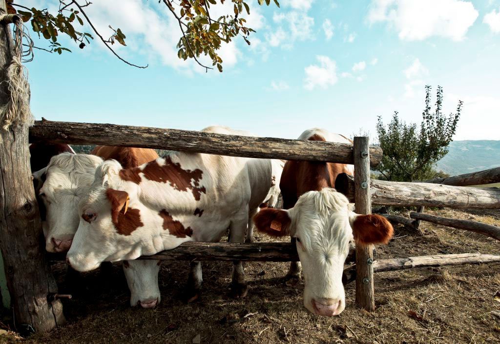 What does it mean for you to be “Healthy and Wild”? What does it mean for you to be “Healthy and Wild”?