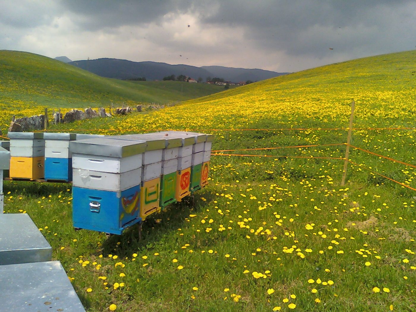 How did you discover wilden.herbals?