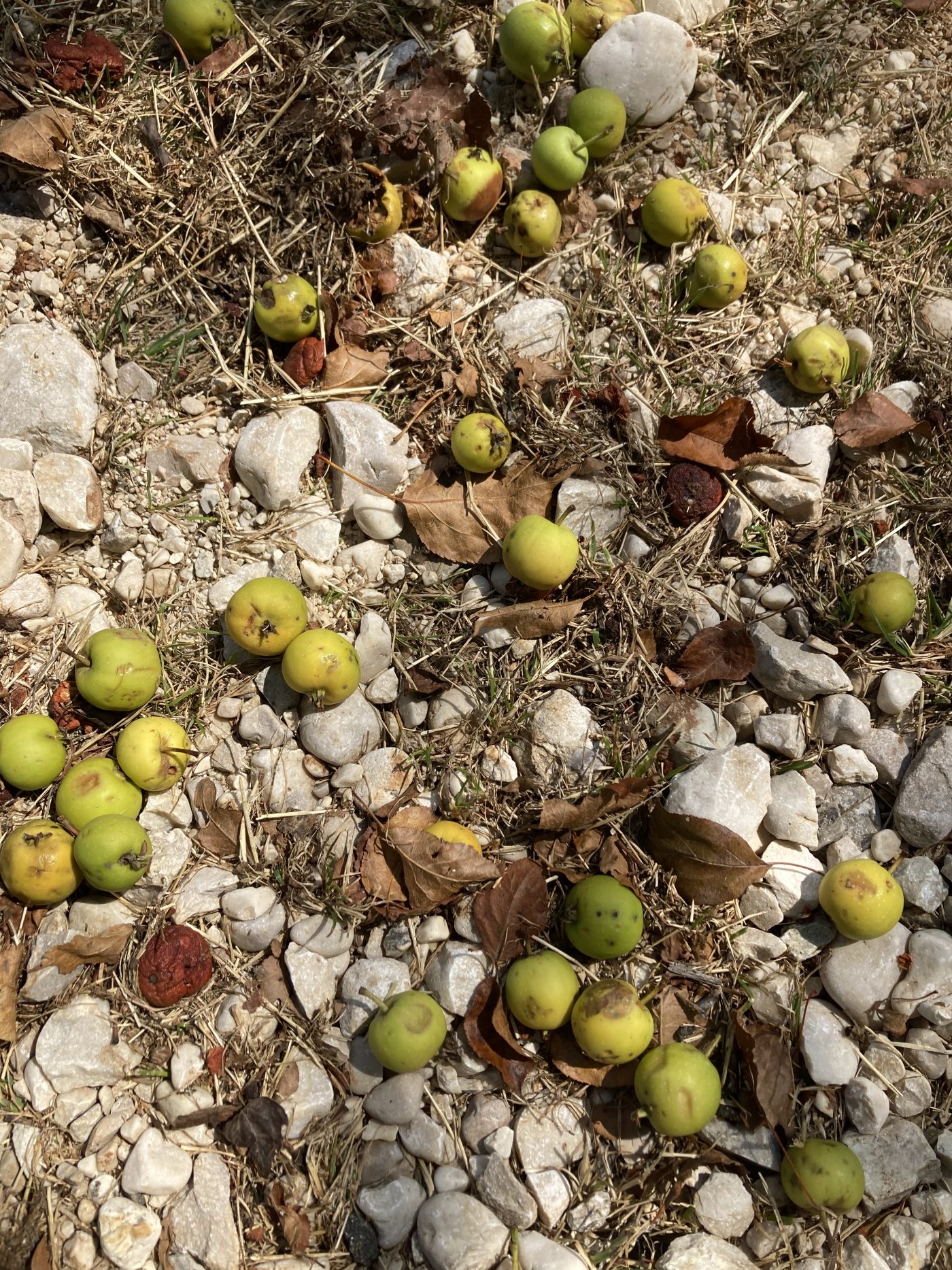 Frècc e Terrae, a picnic on the trail of rural civilization Frècc e Terrae, a picnic on the trail of rural civilization