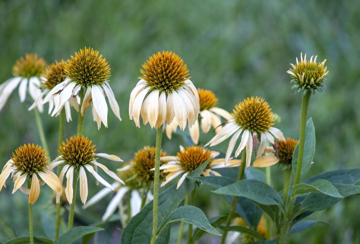 Echinacea, a valuable aid for the immune system