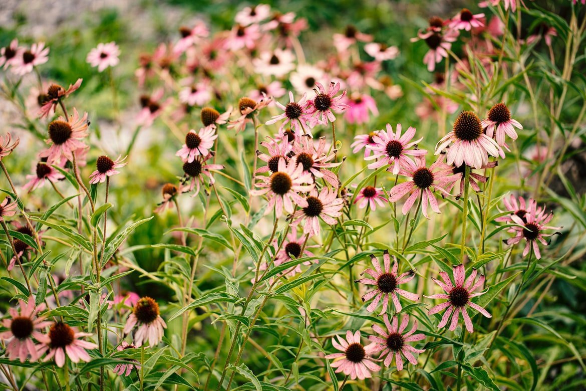 Echinacea, a valuable aid for the immune system