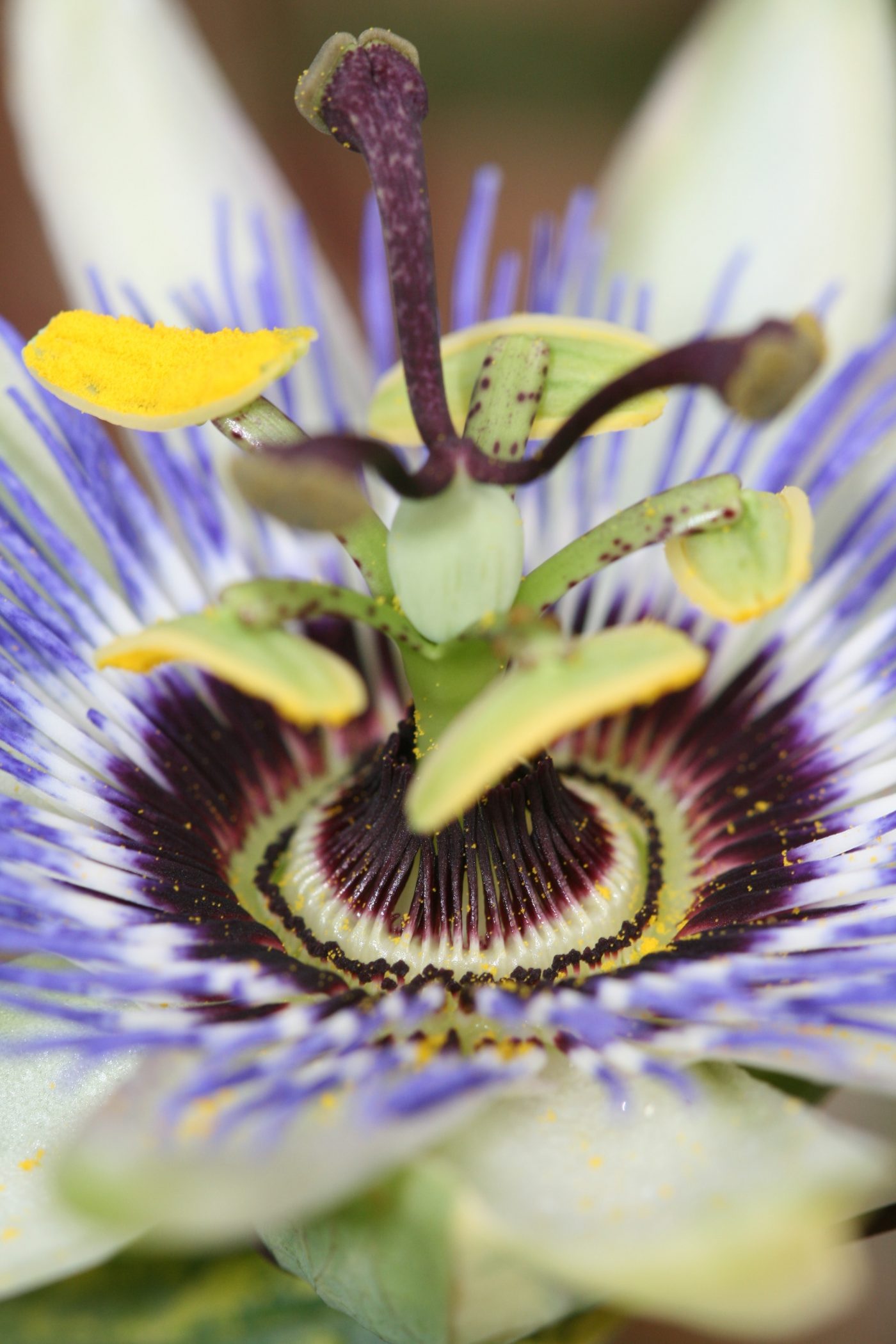 All about passionflower, the melancholy flower for your relaxation All about passionflower, the melancholy flower for your relaxation