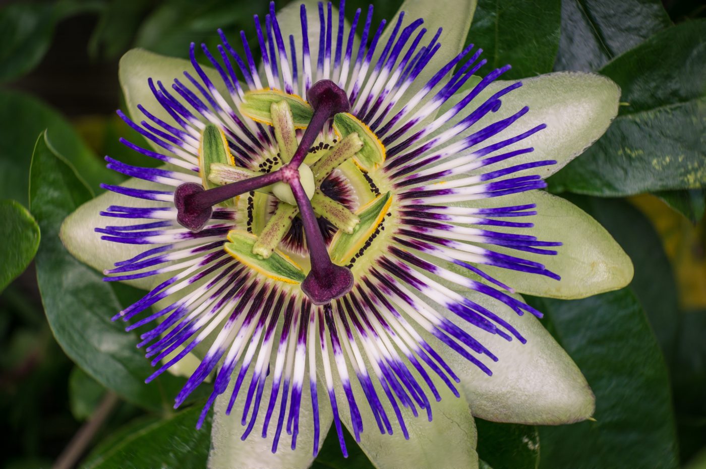 All about passionflower, the melancholy flower for your relaxation All about passionflower, the melancholy flower for your relaxation