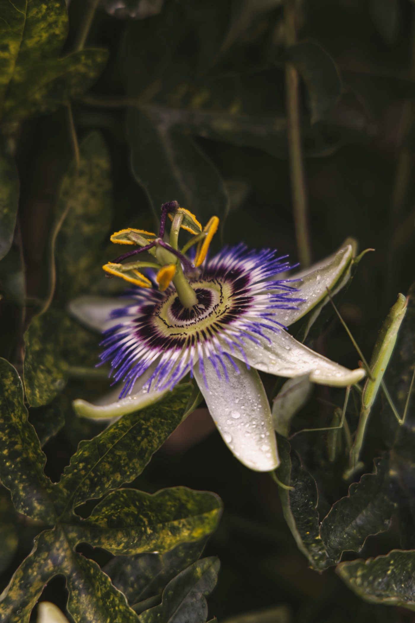 All about passionflower, the melancholy flower for your relaxation All about passionflower, the melancholy flower for your relaxation