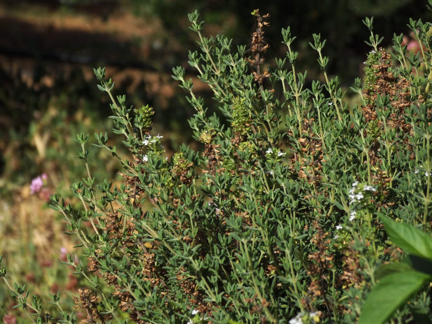 Thyme: fragrance, flavor and well-being gathered in one plant