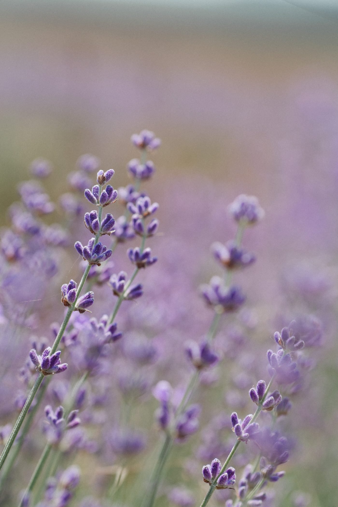 Lavender, the balsamic and fragrant purple wave
