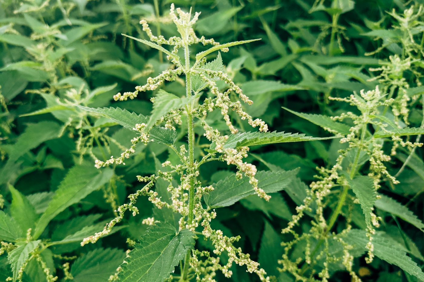 Nettle, the plant to be taken for granted
