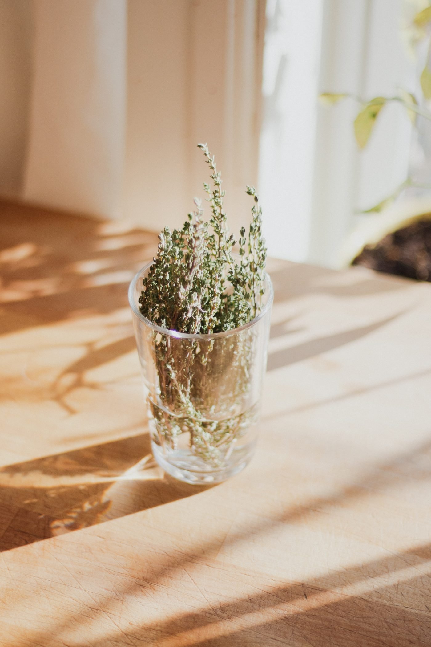 Thyme: fragrance, flavor and well-being gathered in one plant
