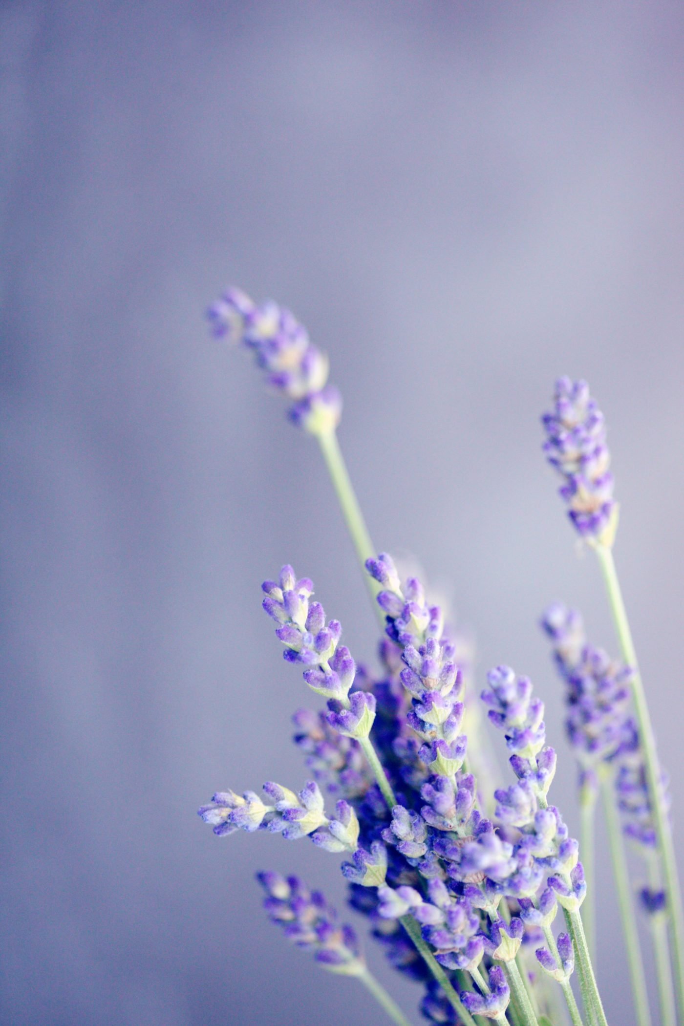 Lavender, the balsamic and fragrant purple wave