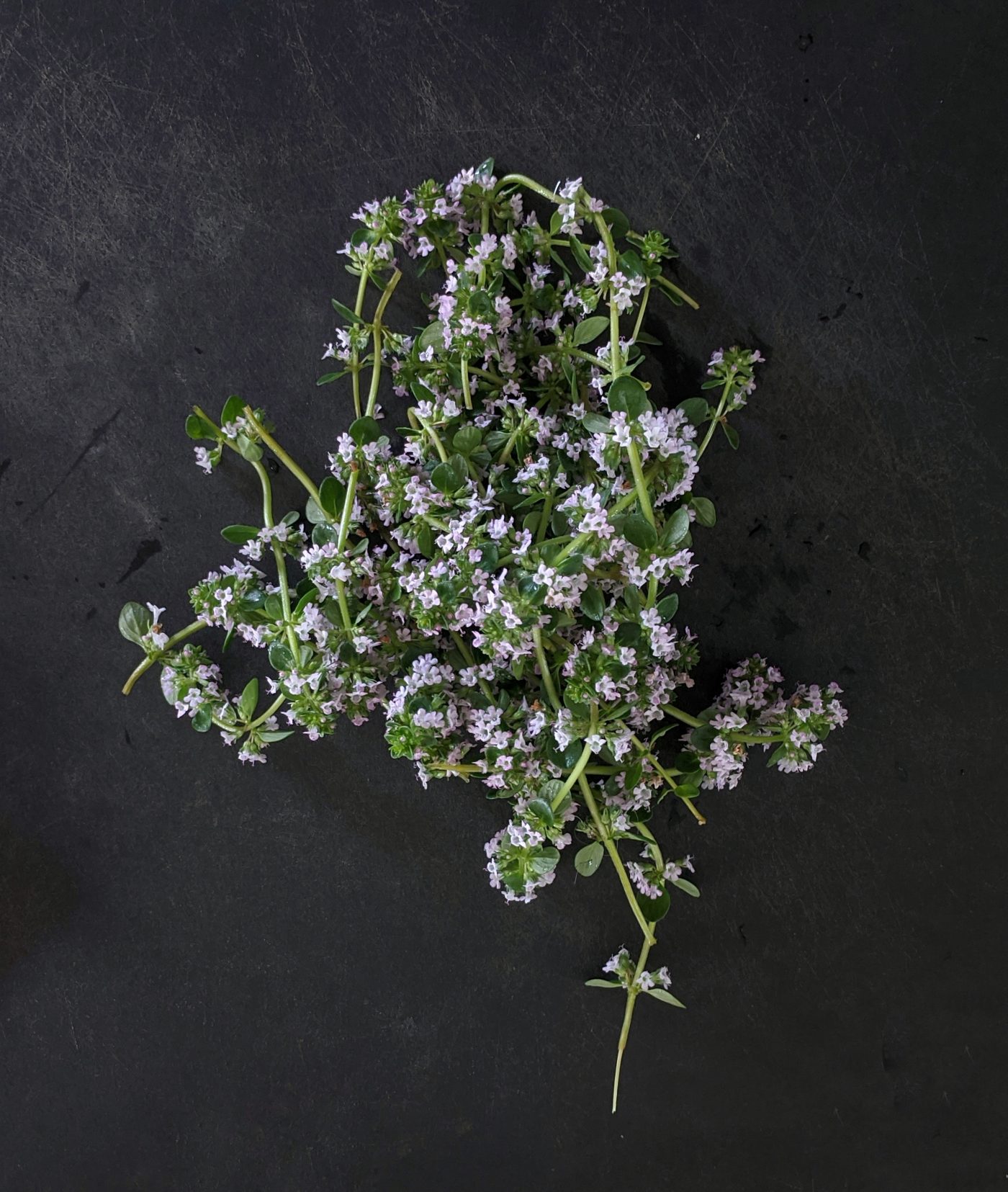 Thyme: fragrance, flavor and well-being gathered in one plant