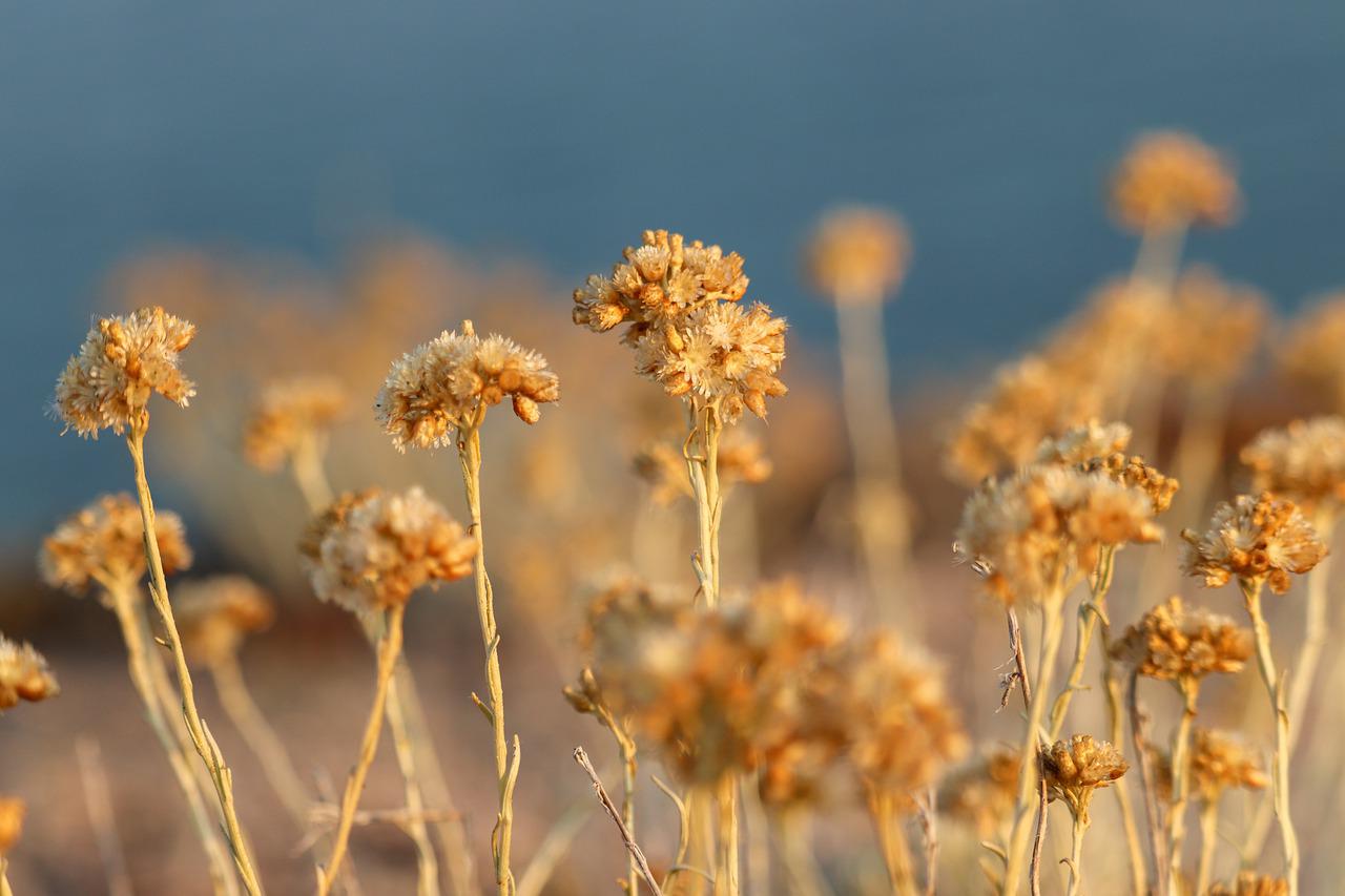 Helichrysum, the golden symbol of the Mediterranean bush Helichrysum, the golden symbol of the Mediterranean bush