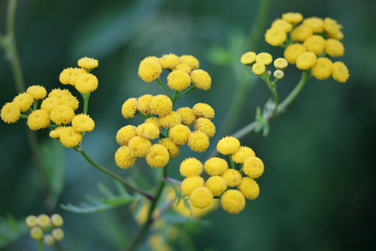 Helichrysum, the golden symbol of the Mediterranean bush Helichrysum, the golden symbol of the Mediterranean bush